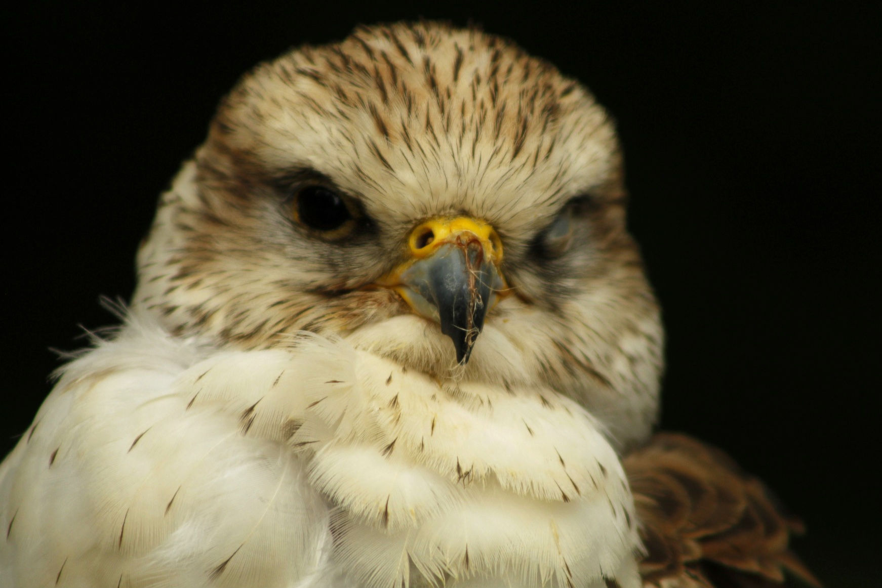 A rather piraty looking bird of prey