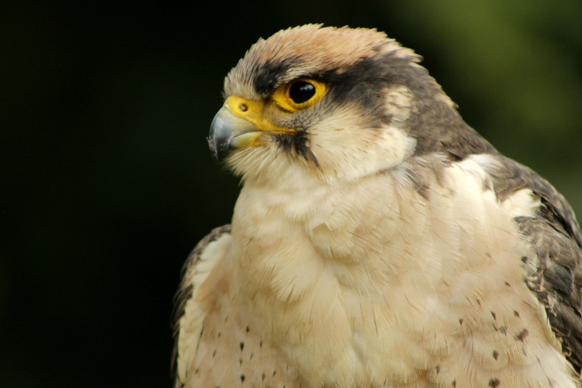 Close up of a falcon