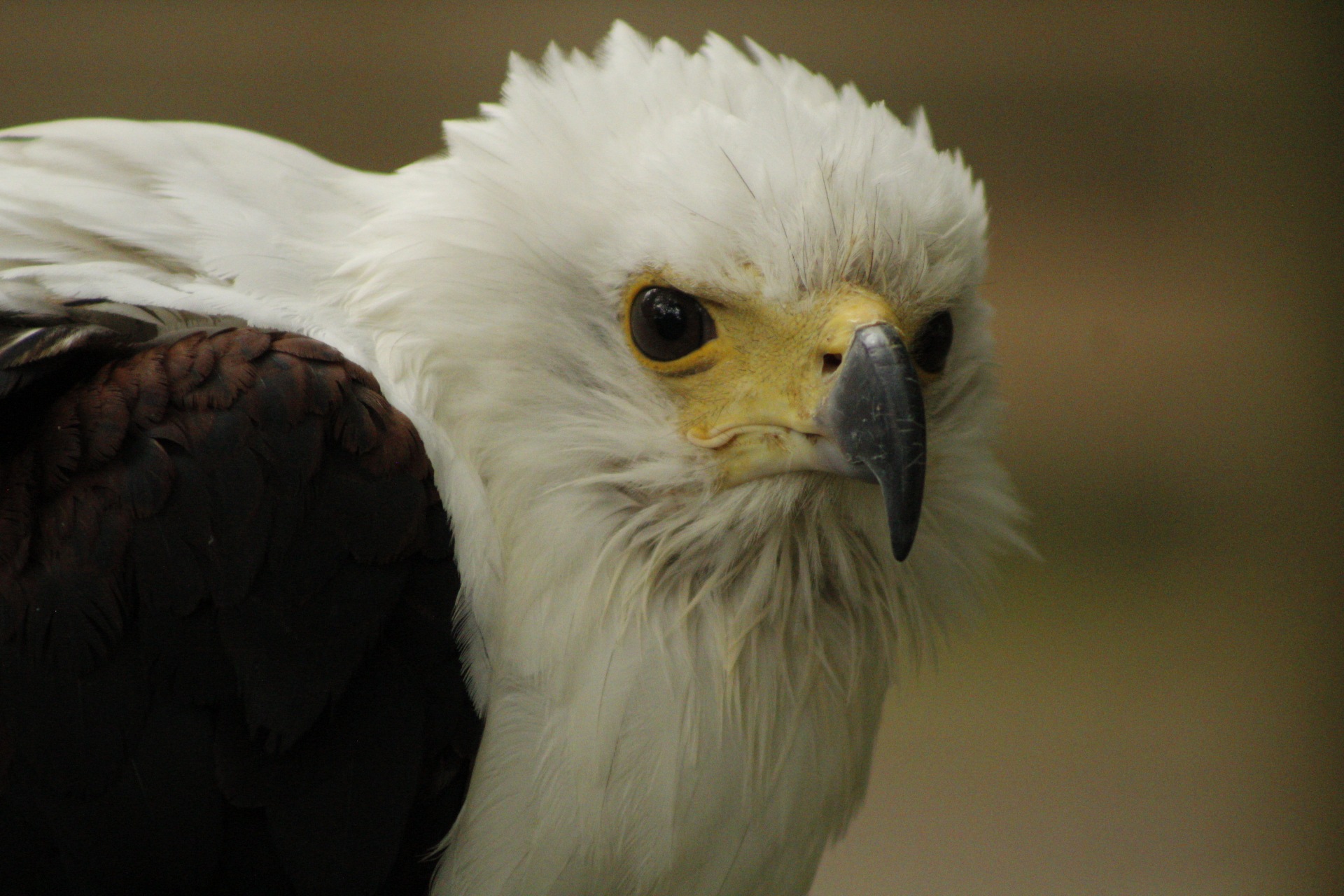 A closeup of a sea eagle