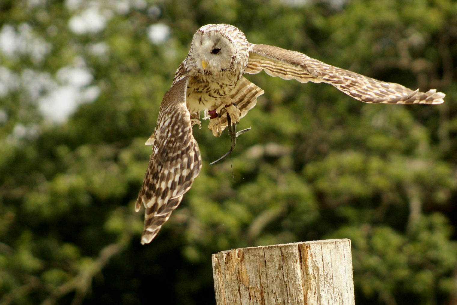 An owl taking flight from its perch