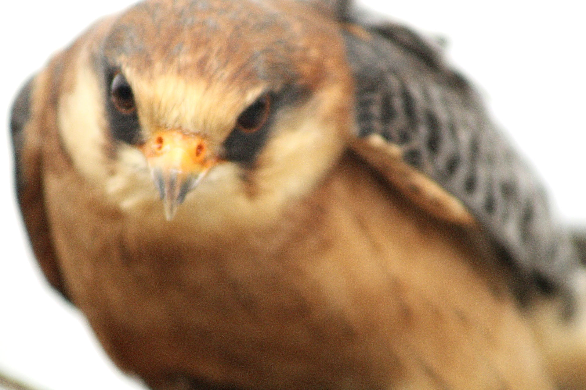A closeup of a very fast, very much moving falcon