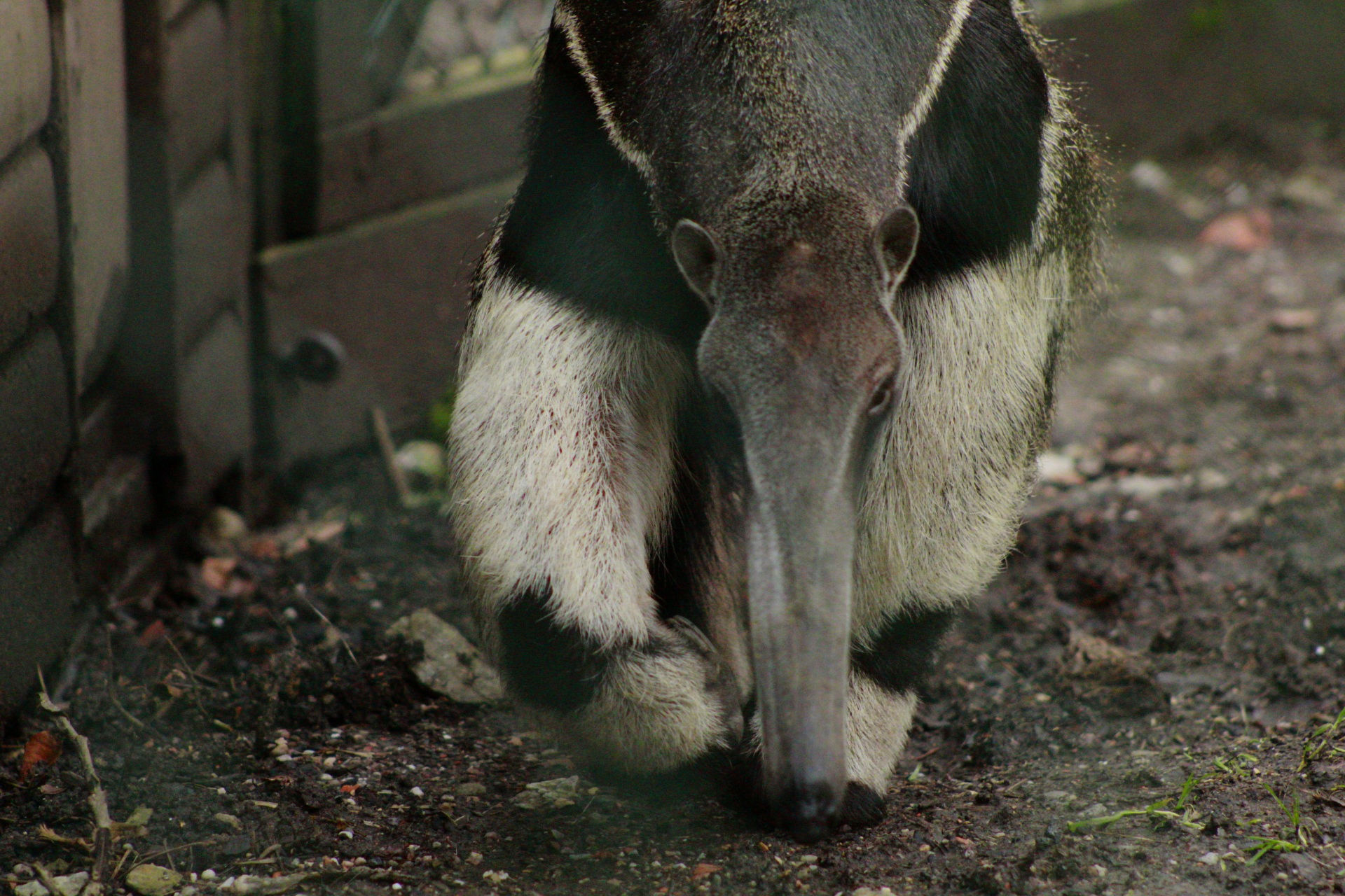 An anteater from the front