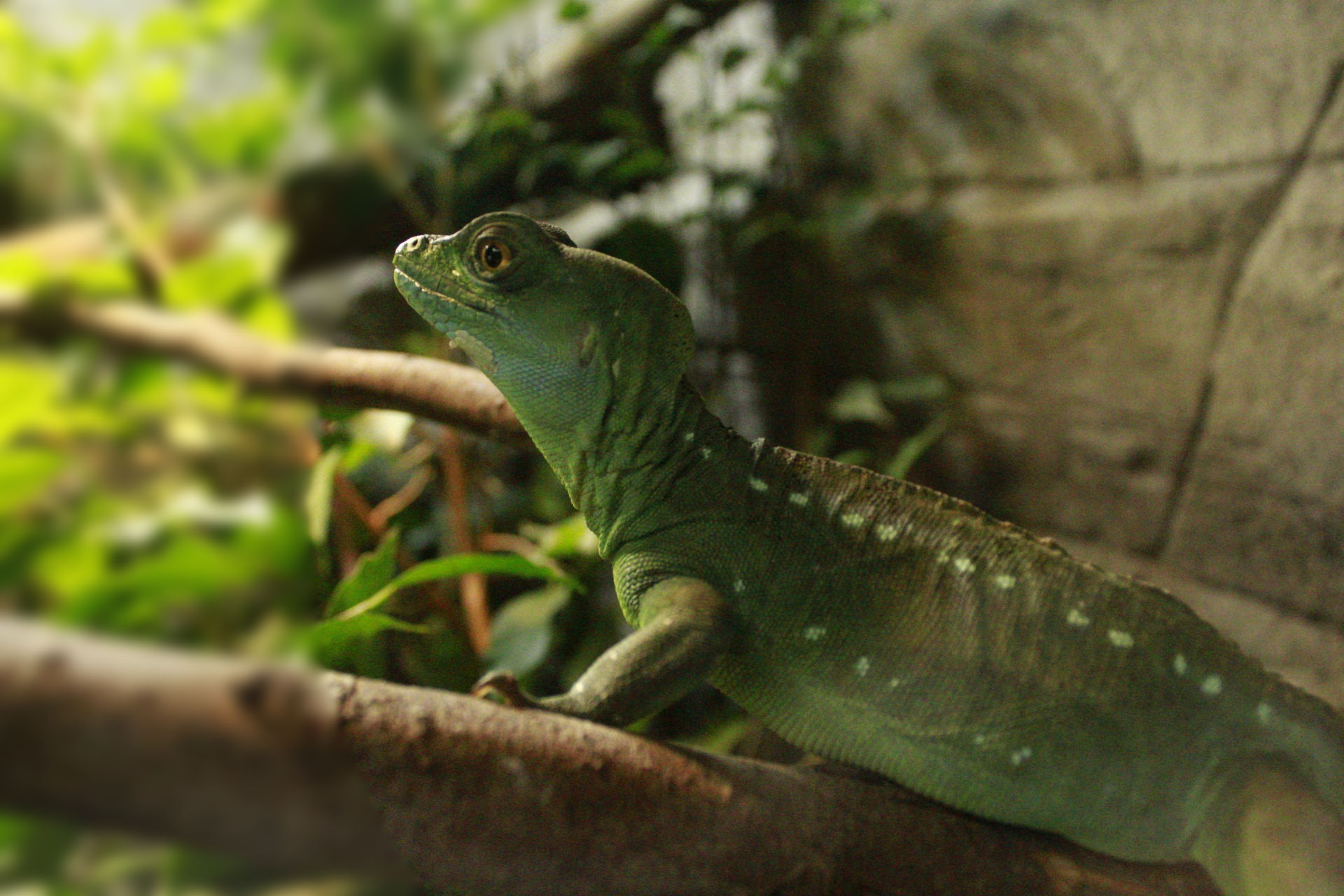 A basilisk resting on a branch