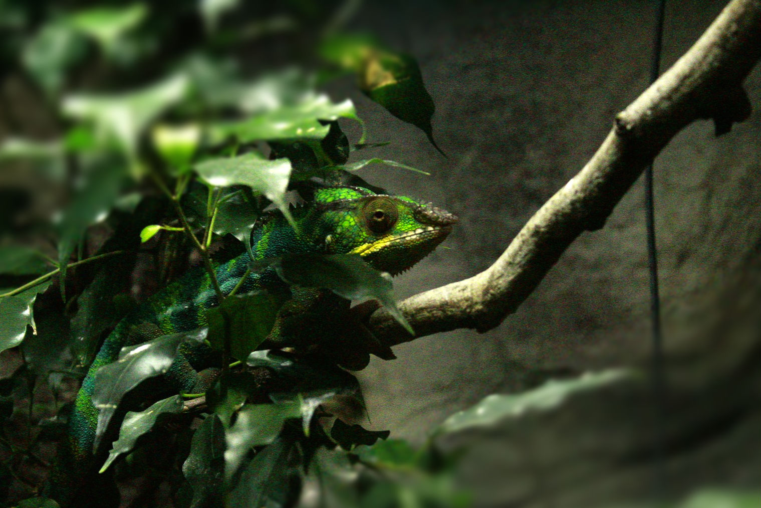 A panther chameleon hiding halfway in the vegetation