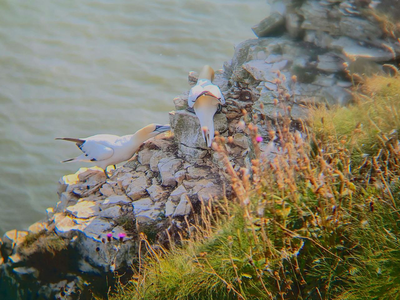 Two gannets on a cliff face.