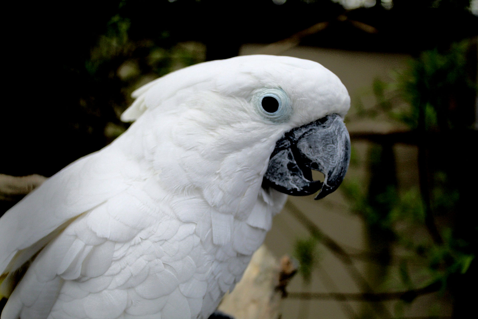A white cockatoo with light blue eyelids