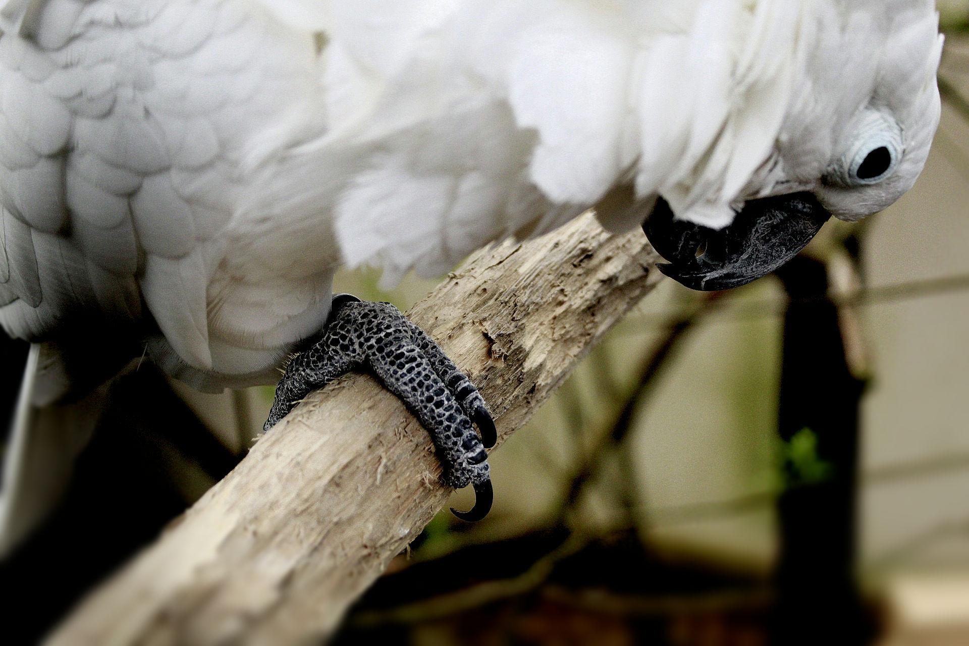 A photo showing the details of a cockatoo's feet. It looks very dinosaur-like.