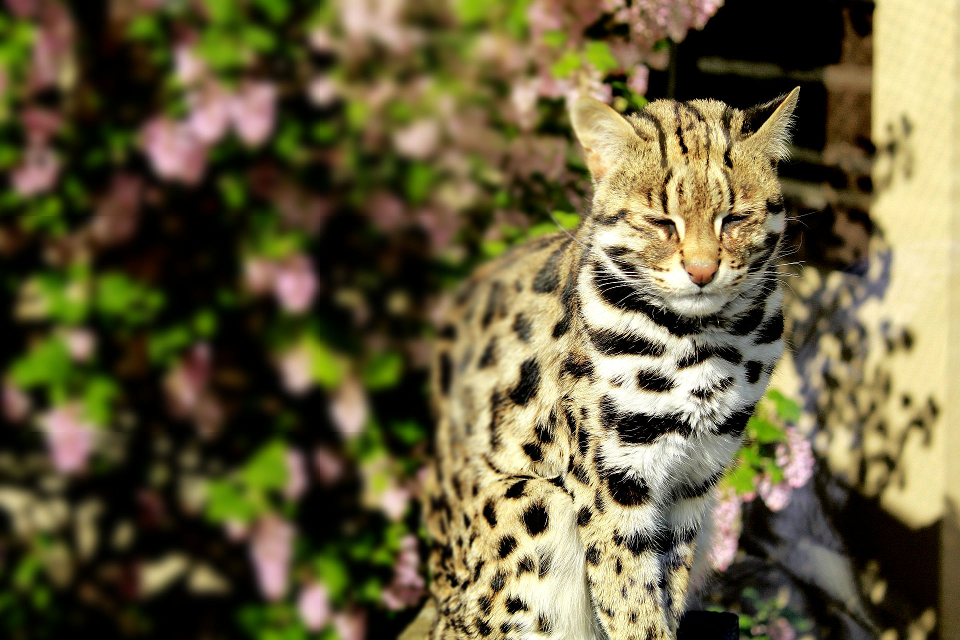 An asian leopard cat sitting in front of a lush flowering bush