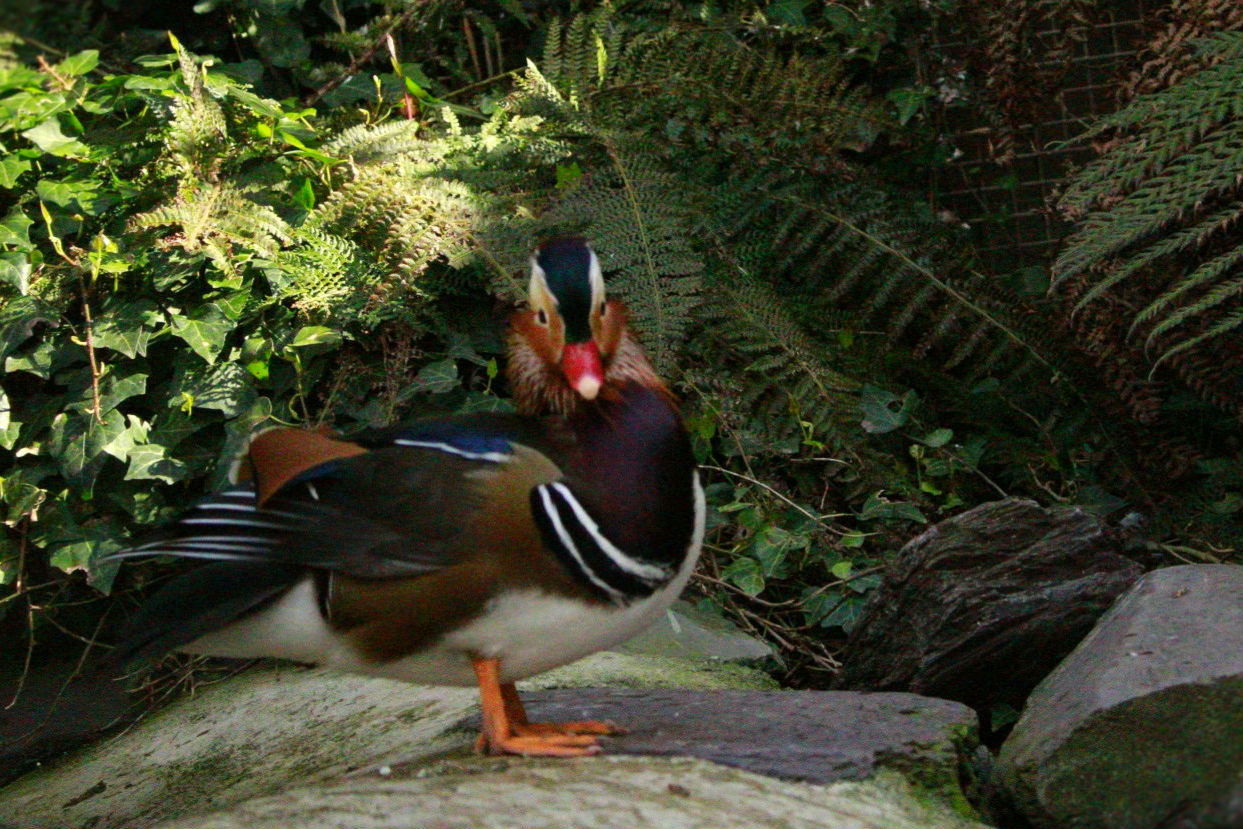 A male mandarin duck showing off it's colours