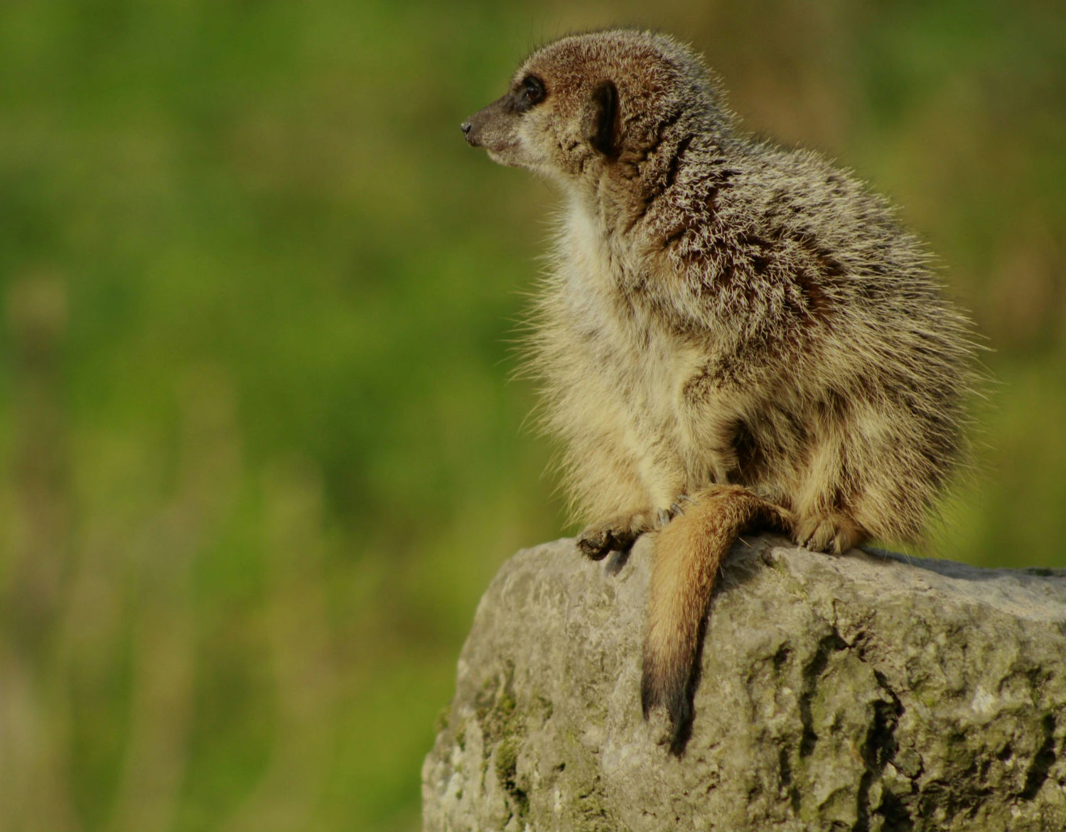Meerkat on watch