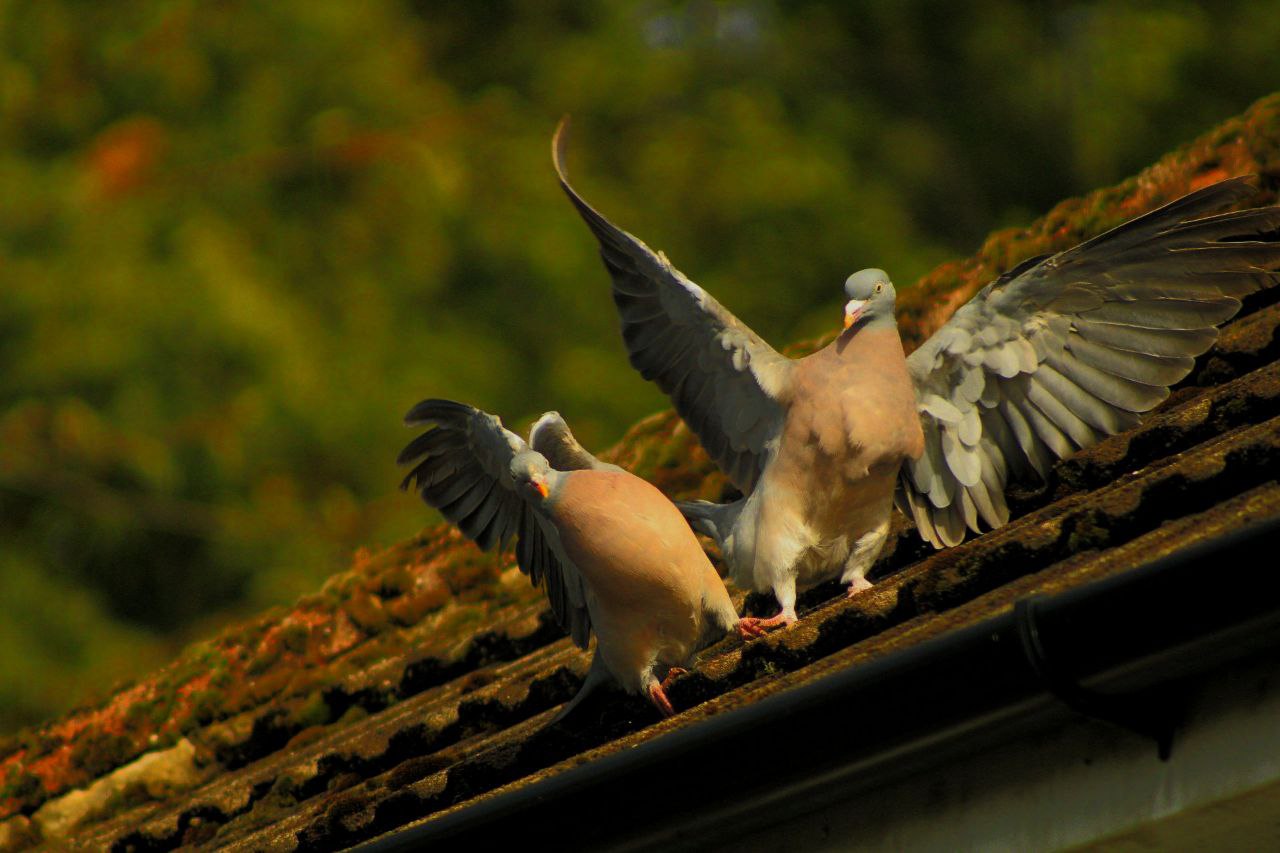 A photo of two pigeons in a bit of a mess on a rooftop, having a bit of a fight