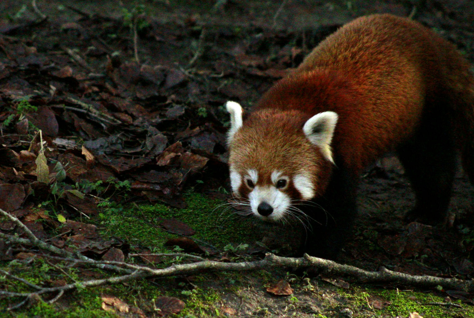 red panda